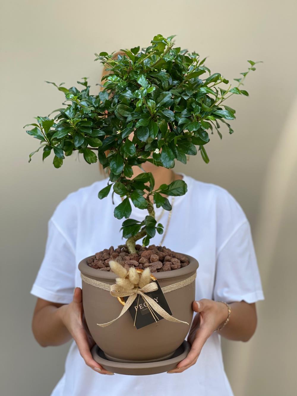 Zelkova Bonsai